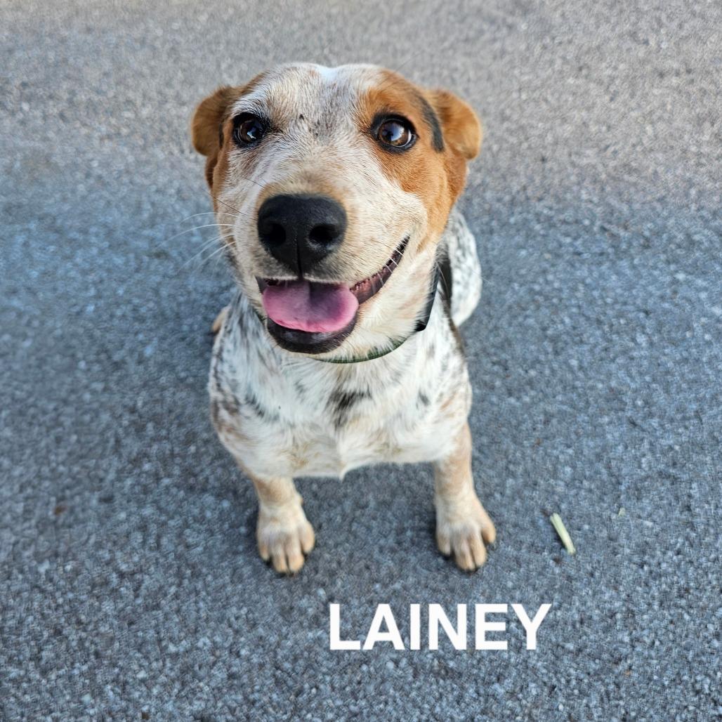 Enlarge Lainey, a Adoptable mixed breed in Madisonville, TN image 4/4