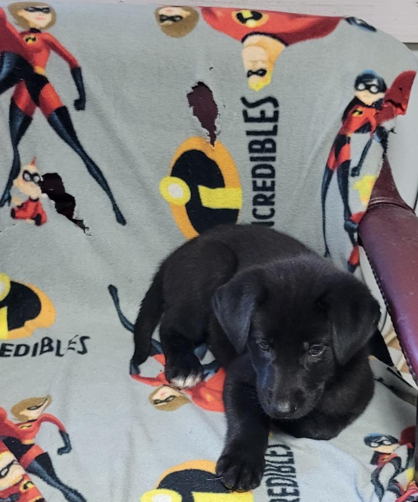 Grace, Adoptable, Puppy Female Black Labrador Retriever.
