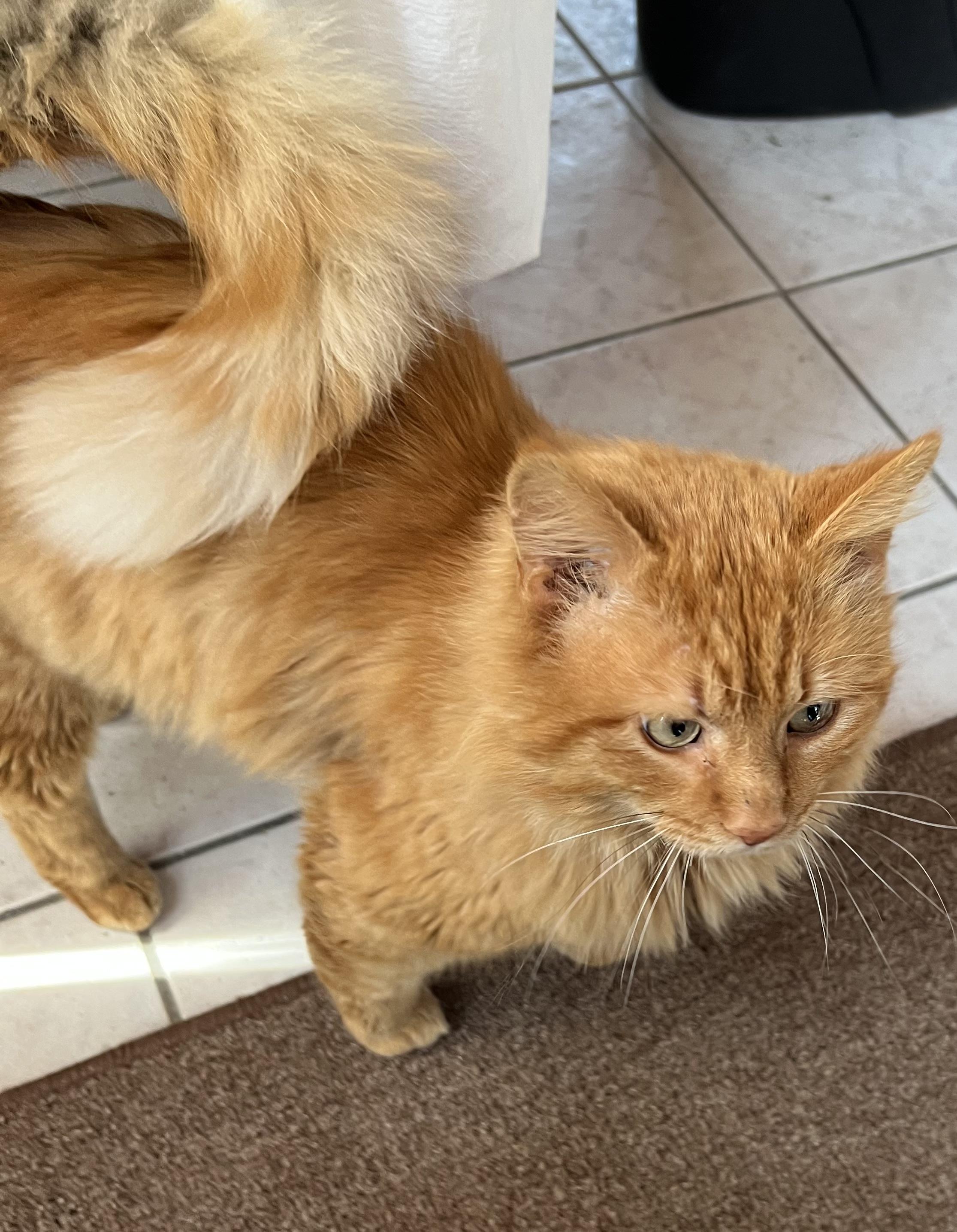 Ringo -Unique, ADOPTABLE, Adult Male Domestic Long Hair & Maine Coon.