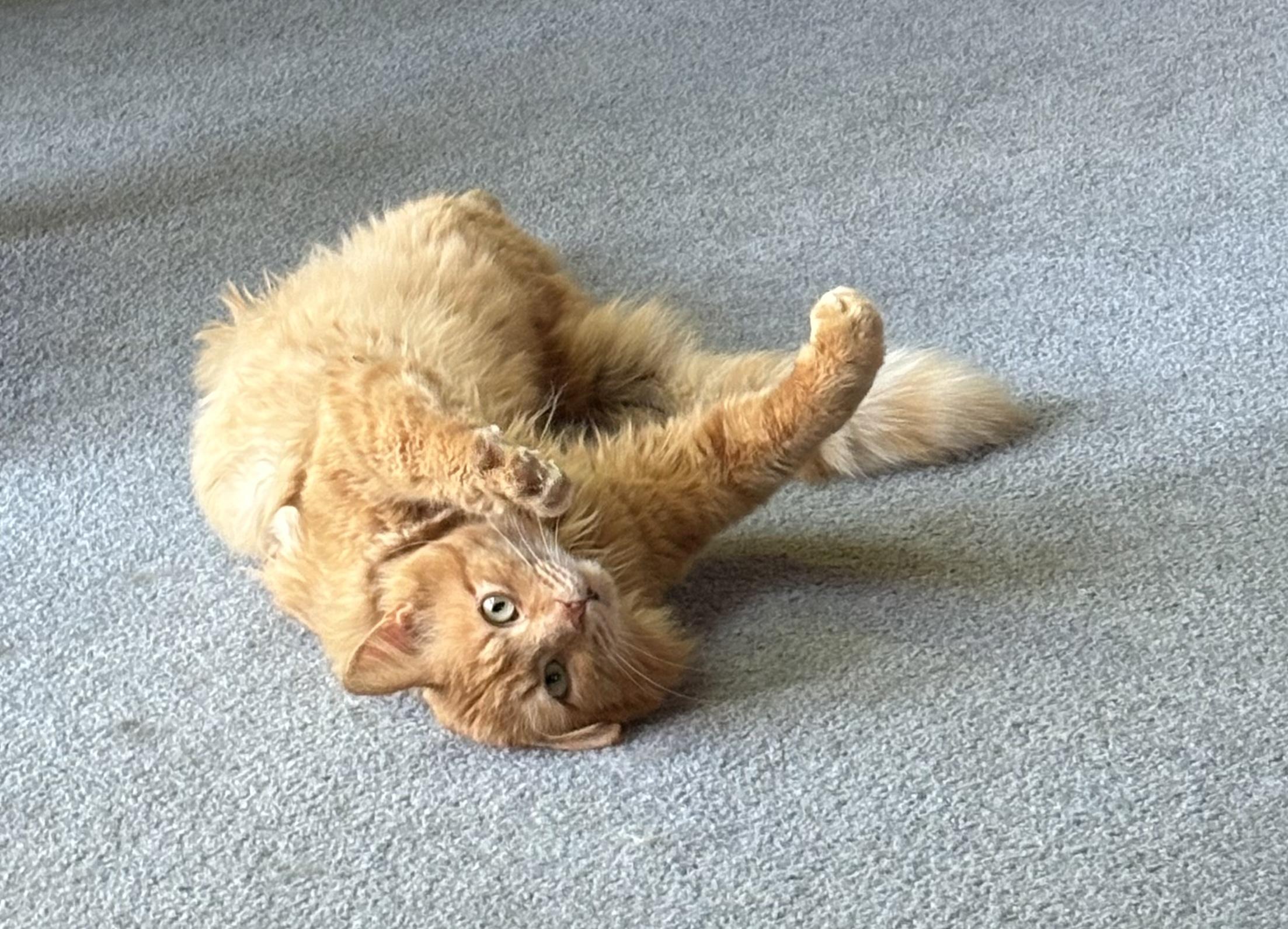 Ringo -Unique, ADOPTABLE, Adult Male Domestic Long Hair & Maine Coon.