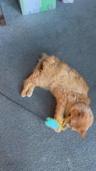 Enlarge Ringo -Unique, a ADOPTABLE mixed breed in Arlington, VA video 5/5