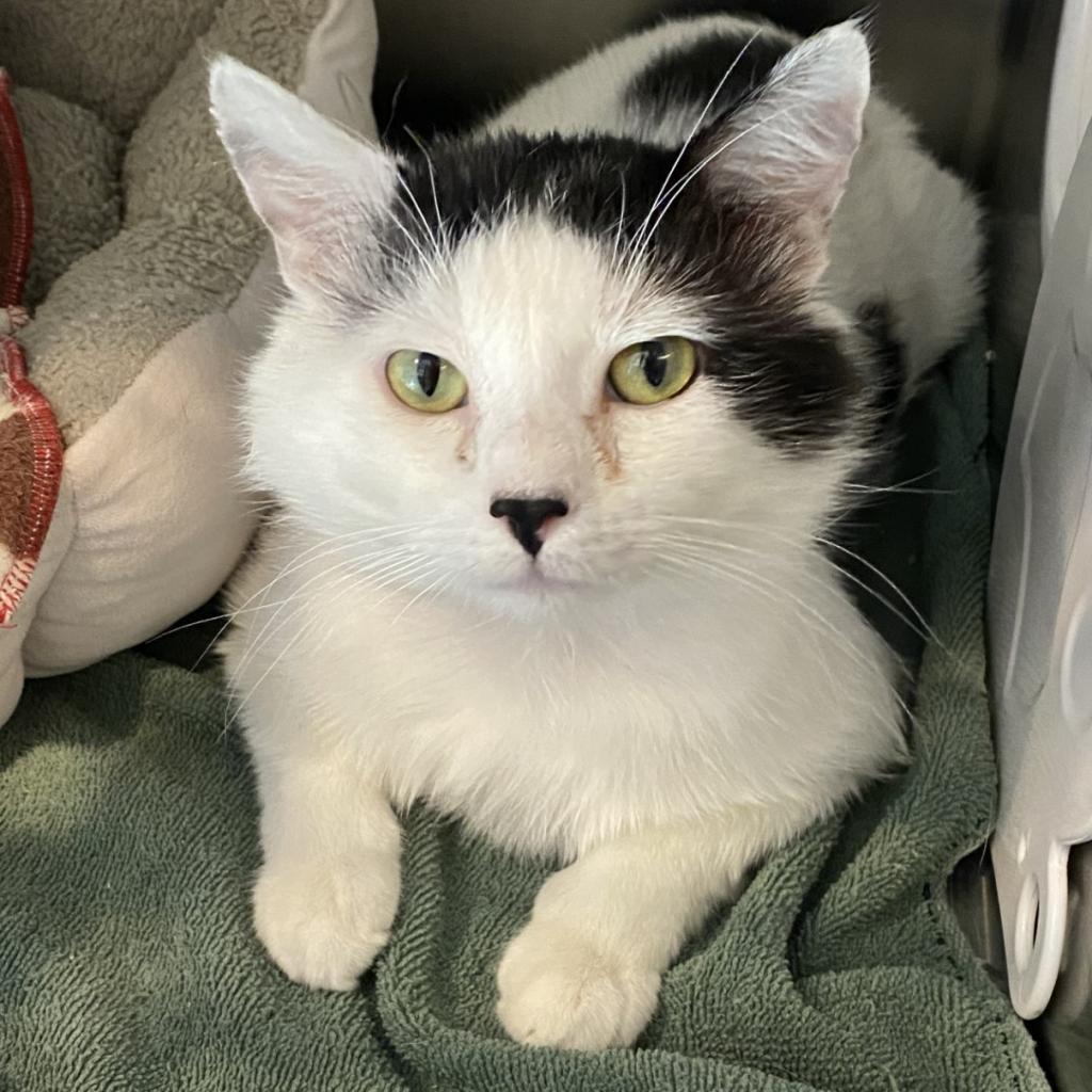 Arroyo — thumbnail 2