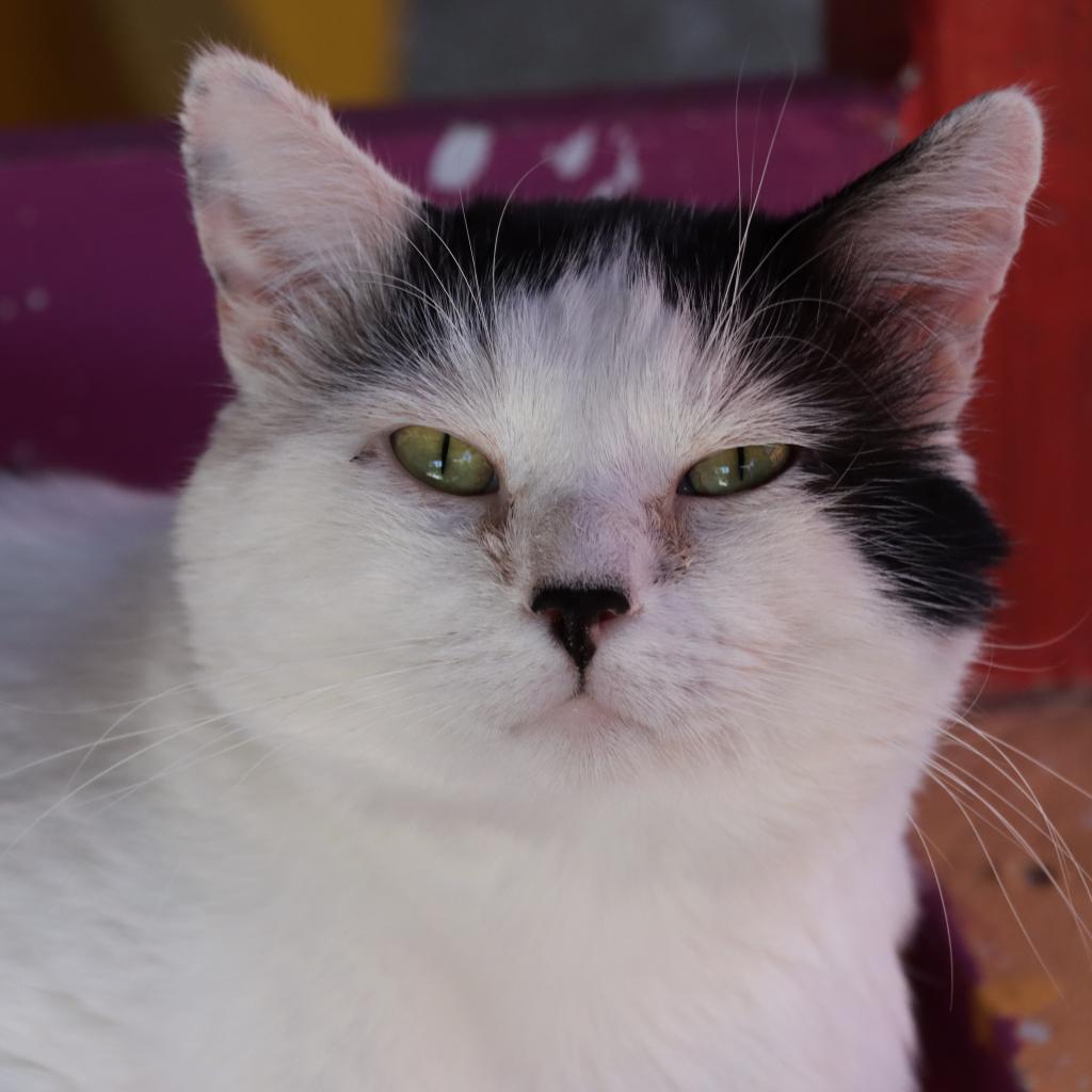 Arroyo — thumbnail 4