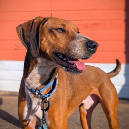 Presley, a Adoptable mixed breed in Richmond, VA image 1/3