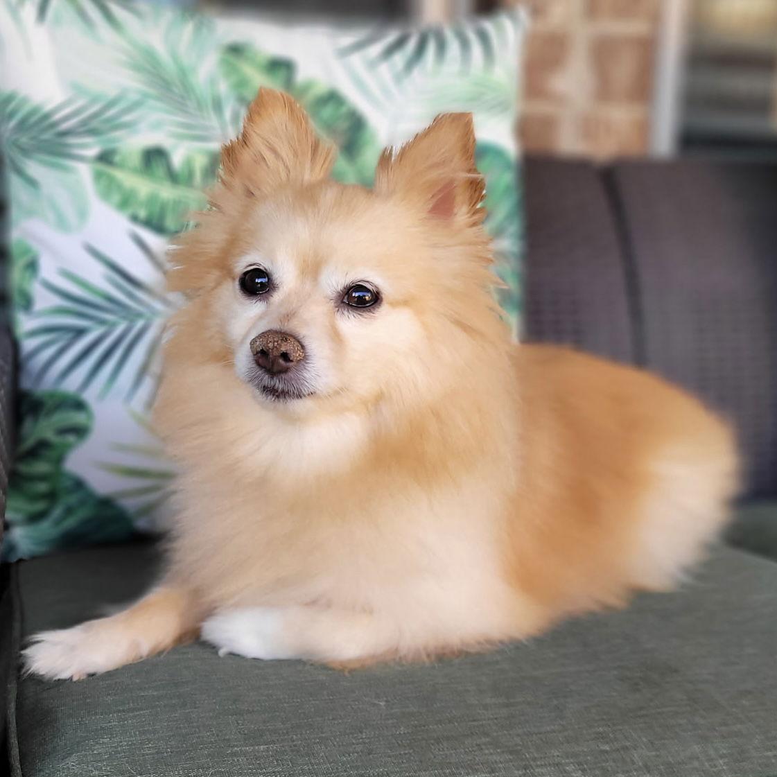 Enlarge Honeybun, a Adoptable Pomeranian in Garland, TX image 1/3