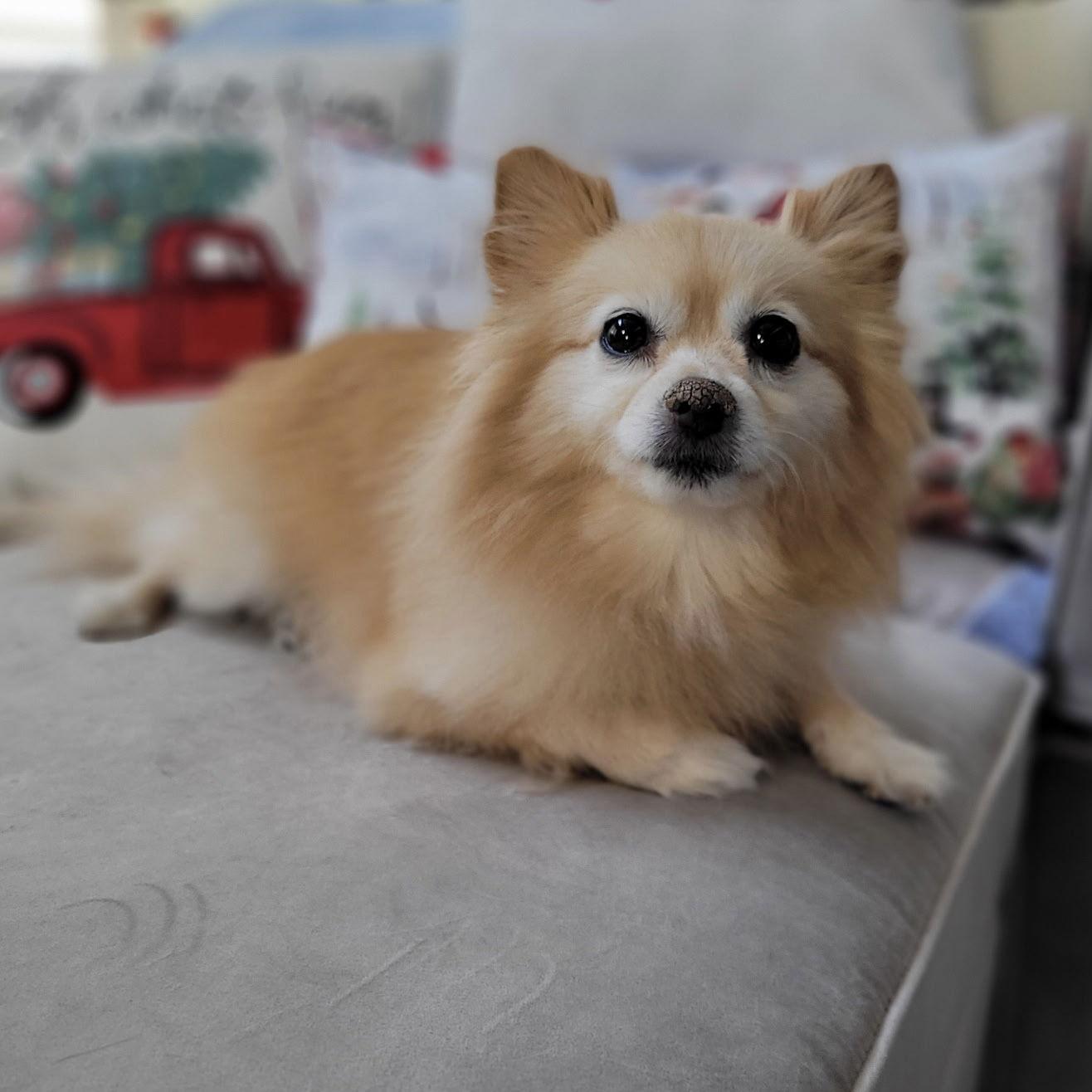 Enlarge Honeybun, a Adoptable Pomeranian in Garland, TX image 2/3