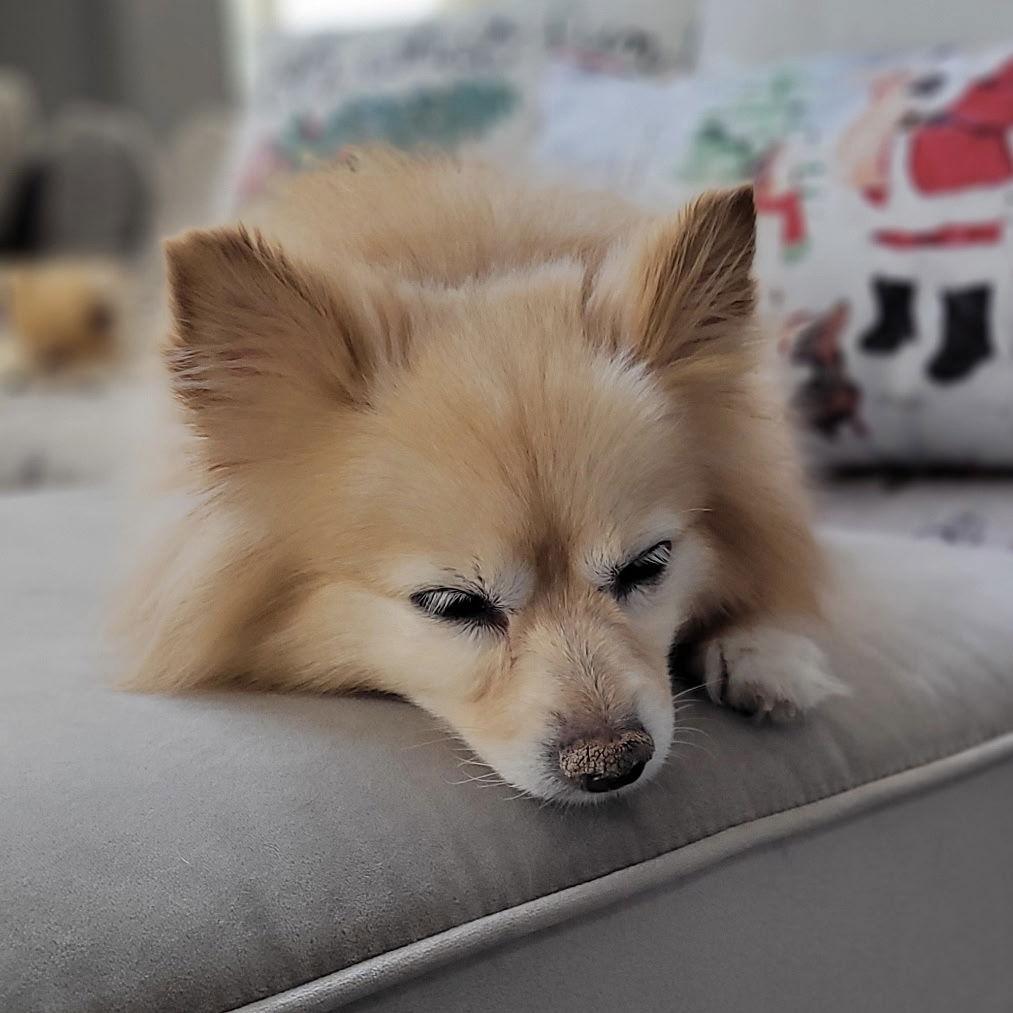 Enlarge Honeybun, a Adoptable Pomeranian in Garland, TX image 3/3