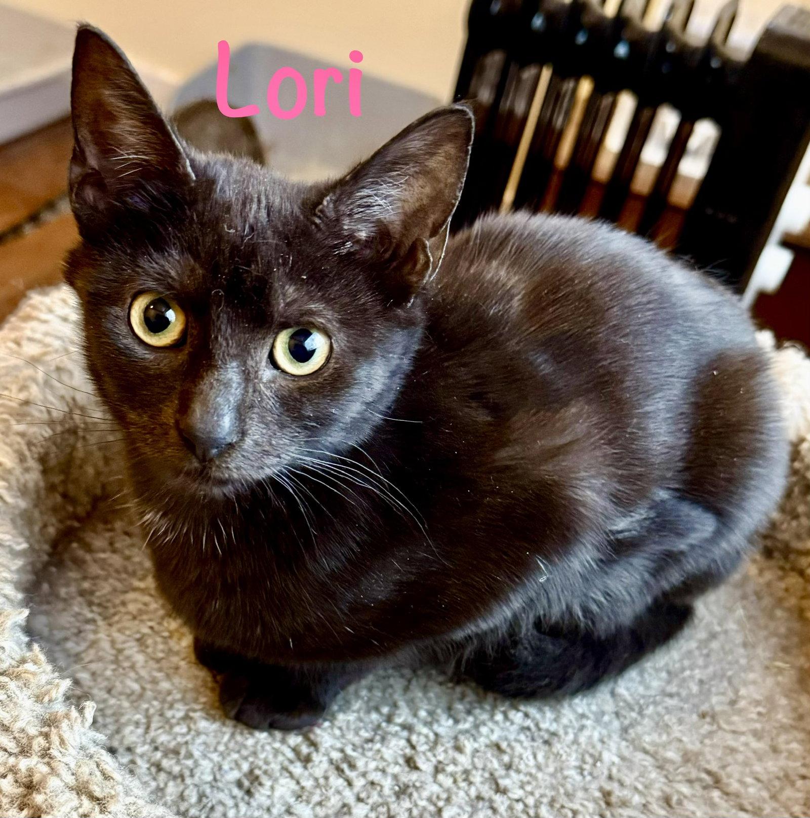 Enlarge Lori, a Adopted Domestic Short Hair in Reston, VA image 1/3