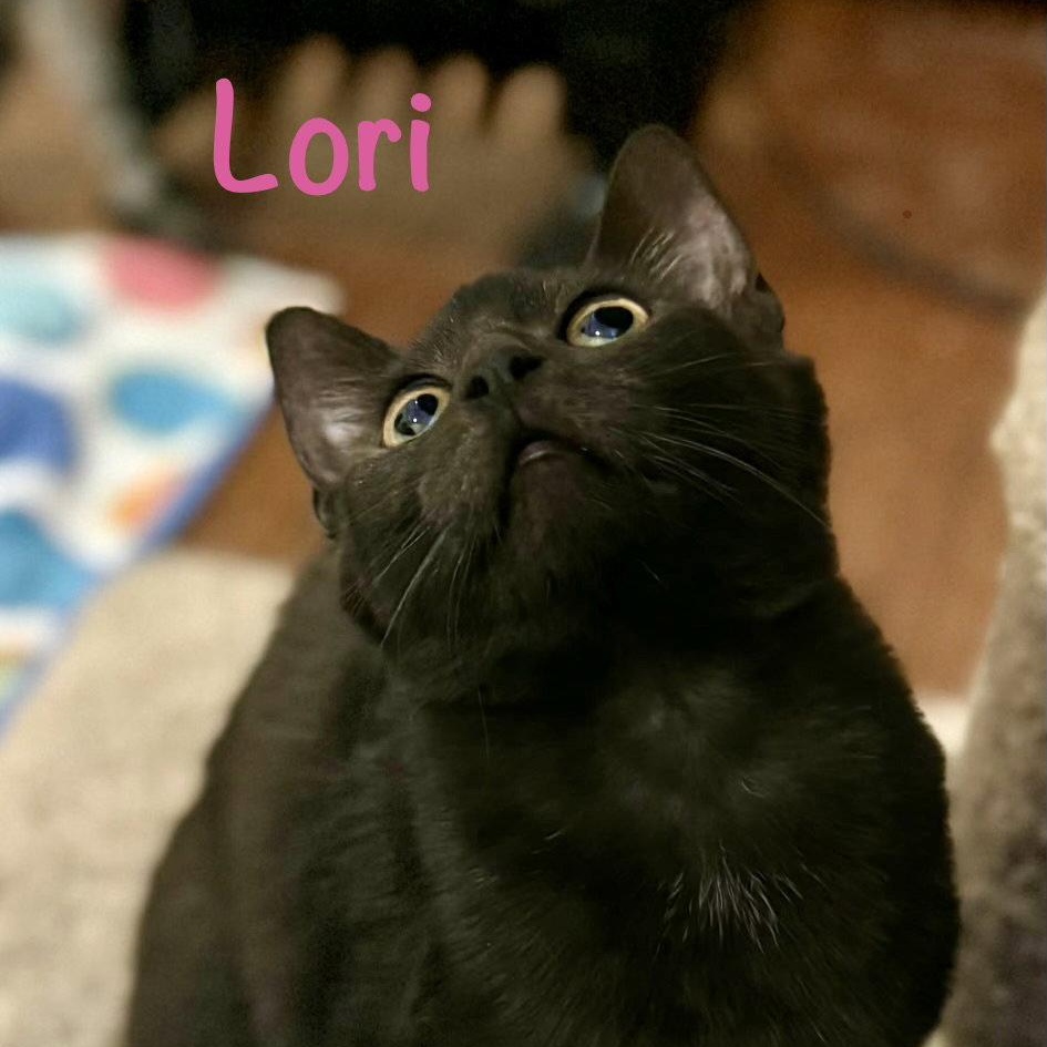 Enlarge Lori, a Adopted Domestic Short Hair in Reston, VA image 2/3