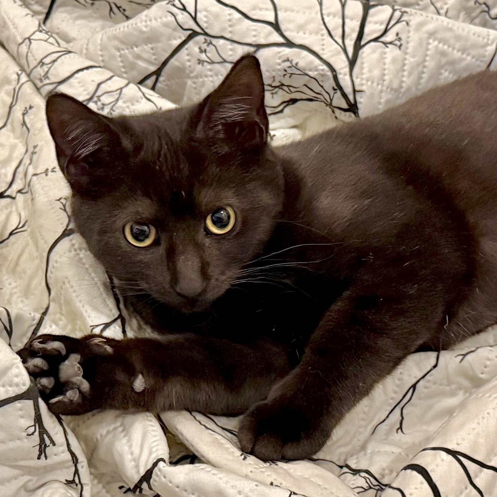 Enlarge Lori, a Adopted Domestic Short Hair in Reston, VA image 3/3