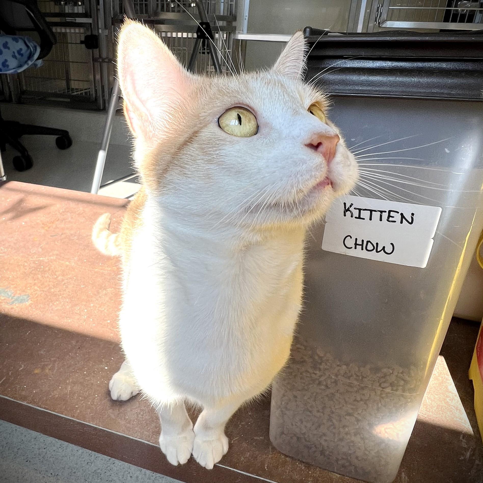 Maude, Adoptable, Adult Female Domestic Short Hair.