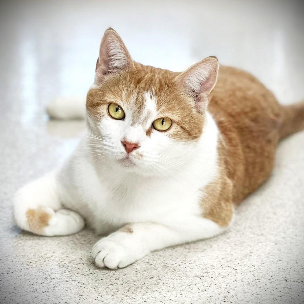 Maude, a Adoptable Domestic Short Hair in Amsterdam, NY image 1/4