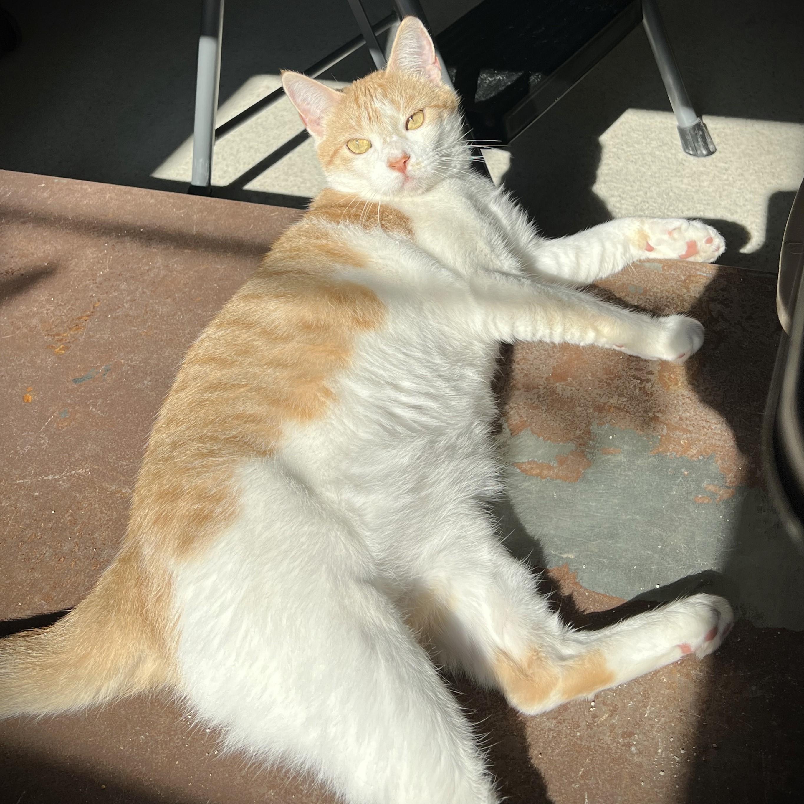 Enlarge Maude, a Adoptable Domestic Short Hair in Amsterdam, NY image 3/3