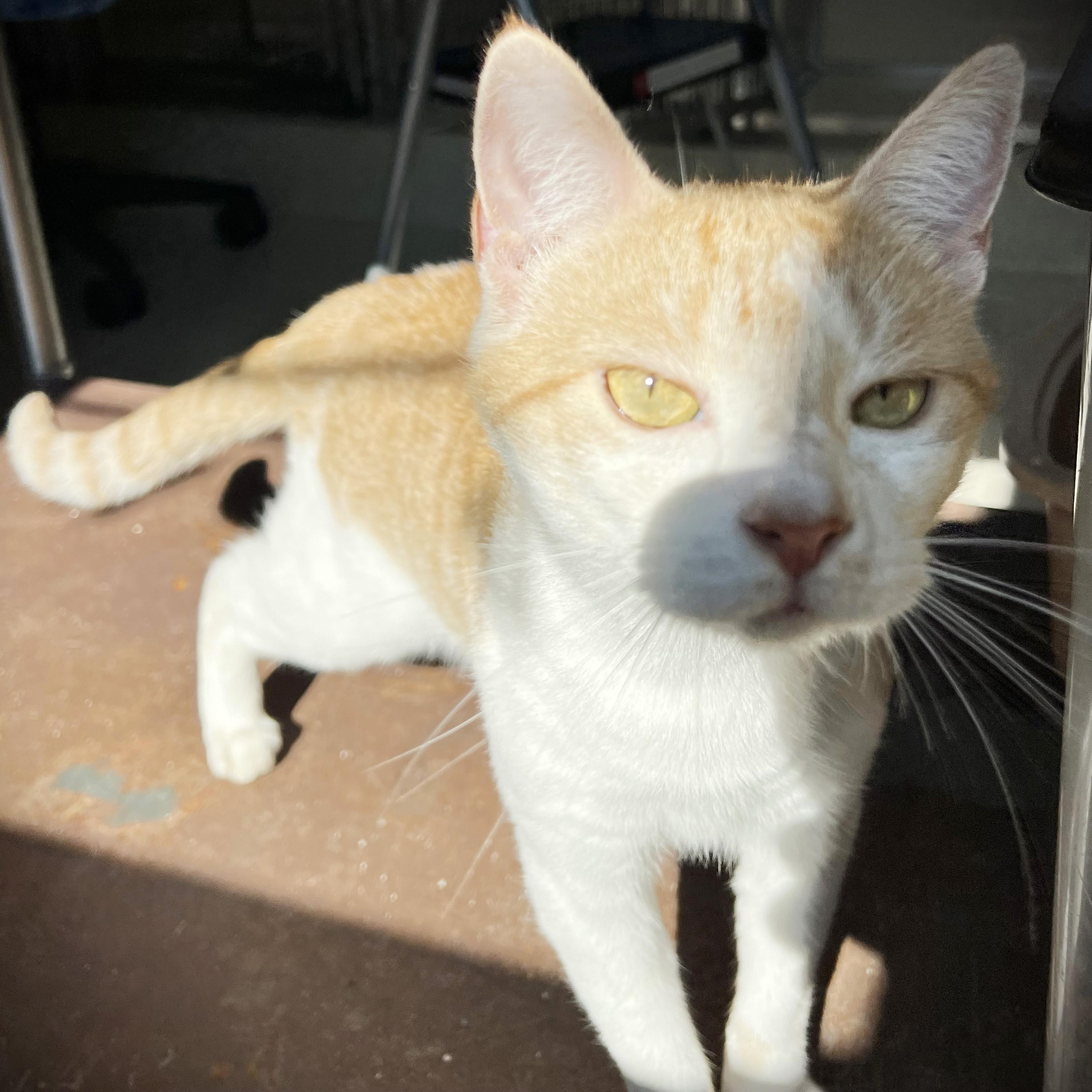 Enlarge Maude, a Adoptable Domestic Short Hair in Amsterdam, NY image 2/3