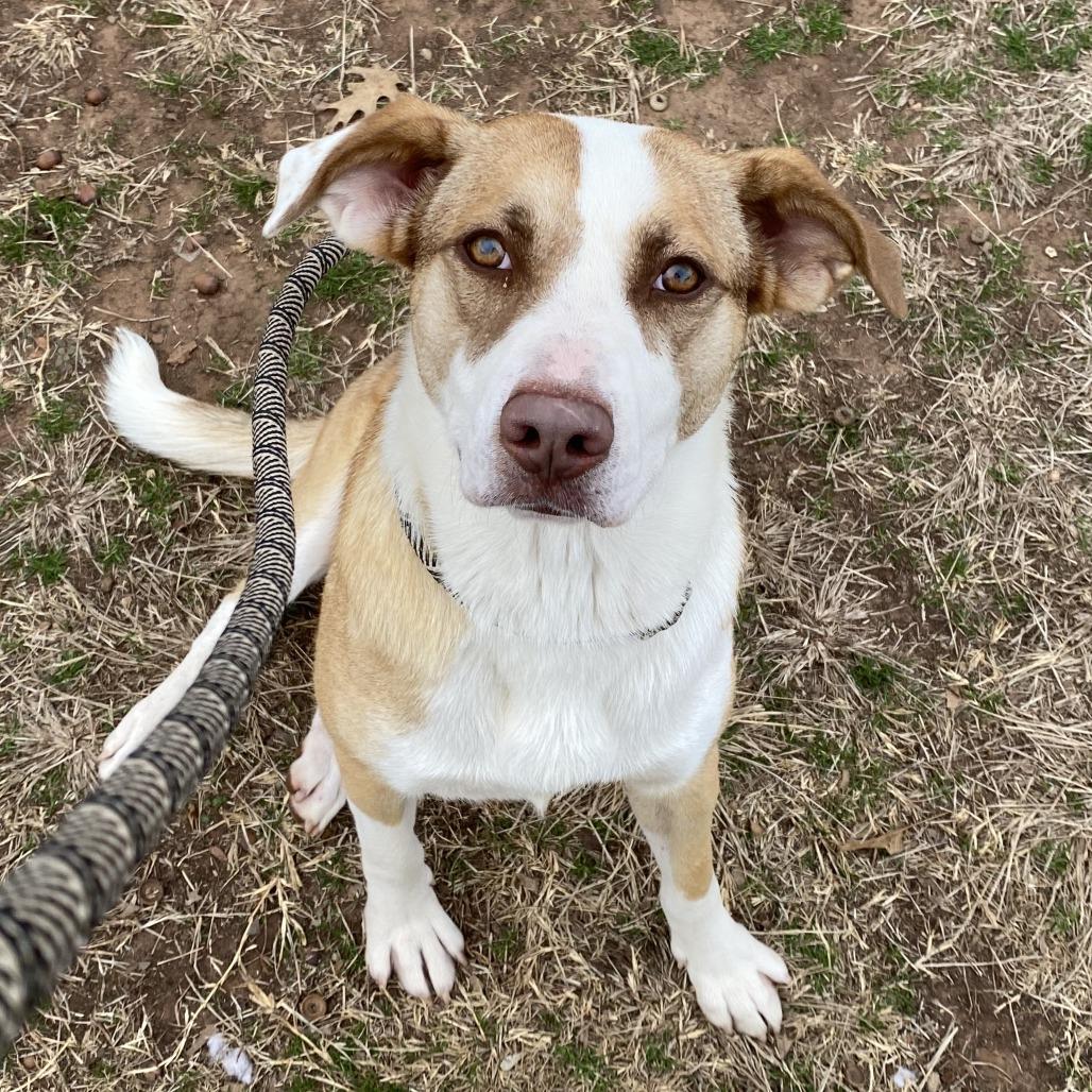 Willow, Adoptable, Young Female Australian Shepherd & Cattle Dog.