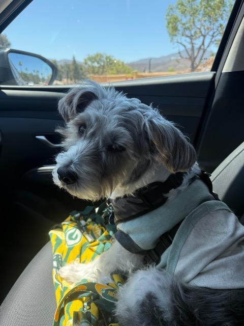 Milo, Adoptable, Senior Male Havanese & Schnauzer.