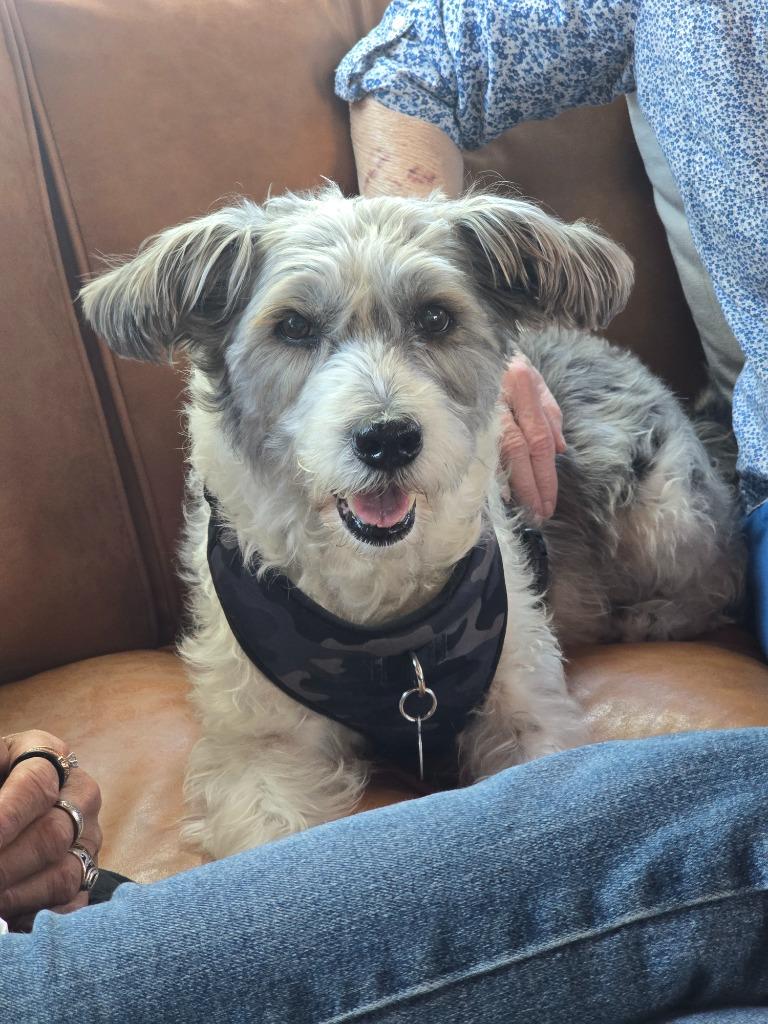 Enlarge Milo, a Adoptable mixed breed in El Cajon, CA image 2/6