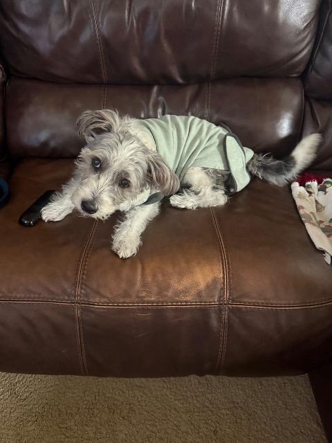 Enlarge Milo, a Adoptable mixed breed in El Cajon, CA image 3/6