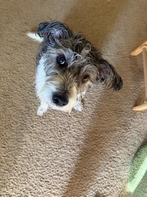 Enlarge Milo, a Adoptable mixed breed in El Cajon, CA image 4/6
