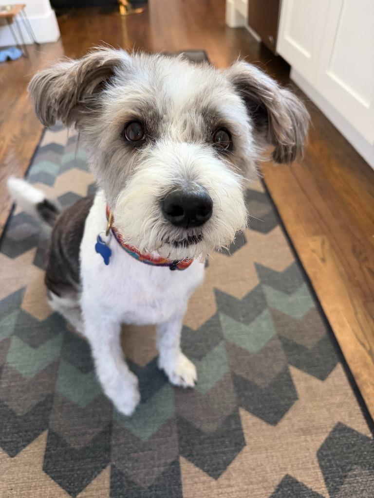 Enlarge Milo, a Adoptable mixed breed in El Cajon, CA image 5/6