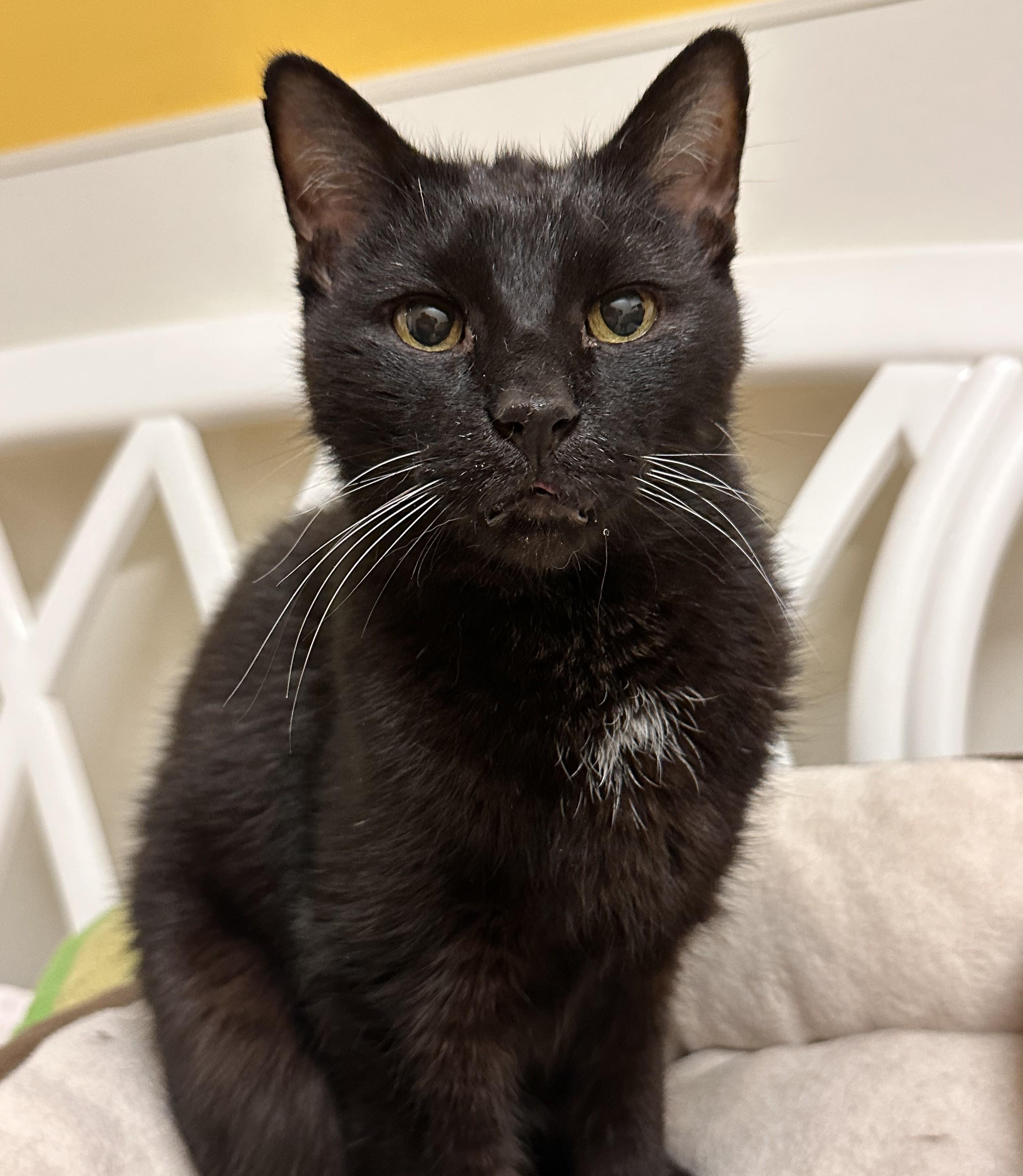 Enlarge Black Bart- Czarek *SPONSORED ADOPTION FEE*, a Adoptable Domestic Short Hair in Chicago, IL image 1/2