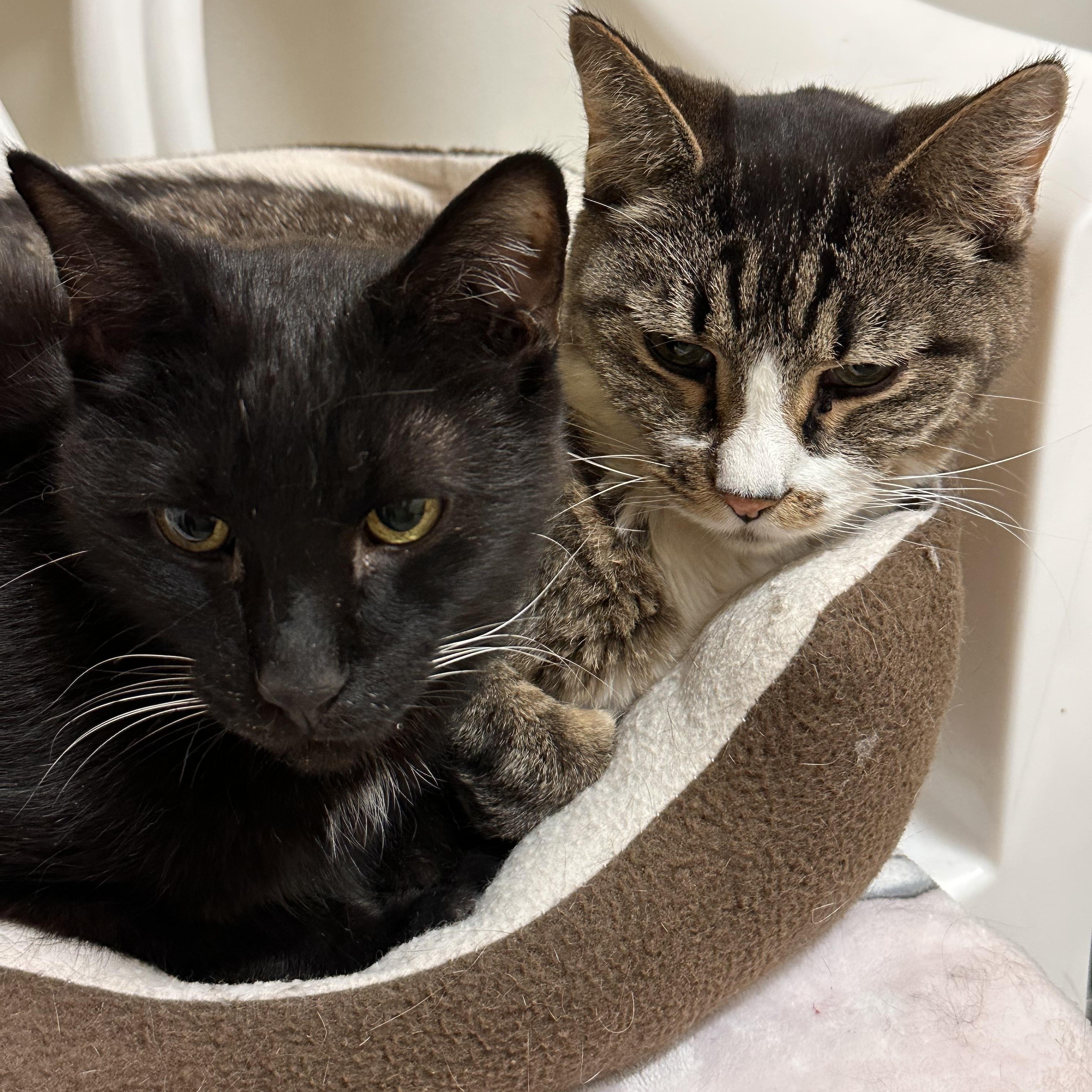 Enlarge Black Bart- Czarek *SPONSORED ADOPTION FEE*, a Adoptable Domestic Short Hair in Chicago, IL image 2/2