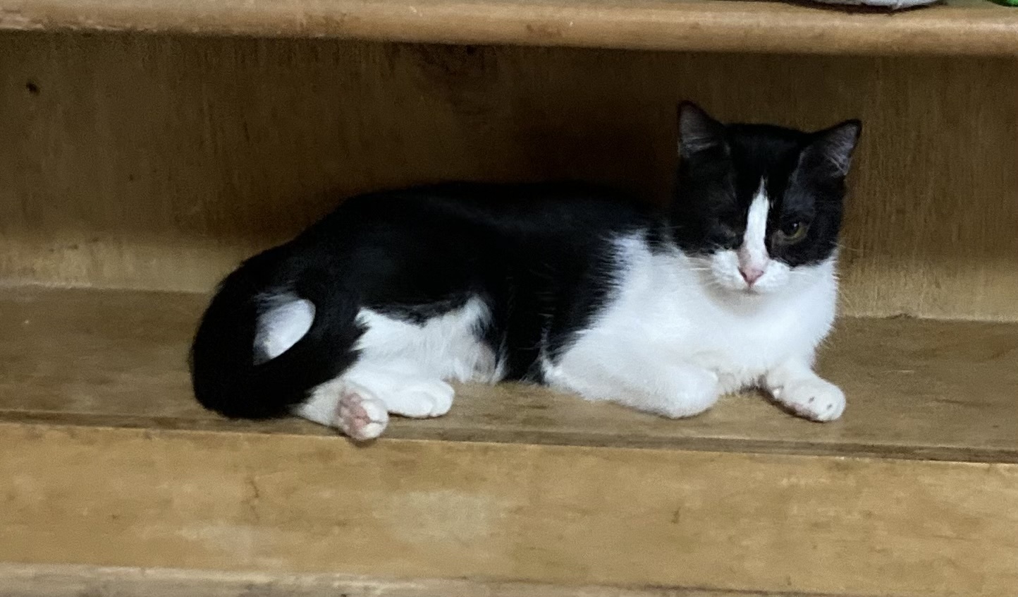 Daryl, a Adoptable Domestic Short Hair in Lubbock, TX image 1/6