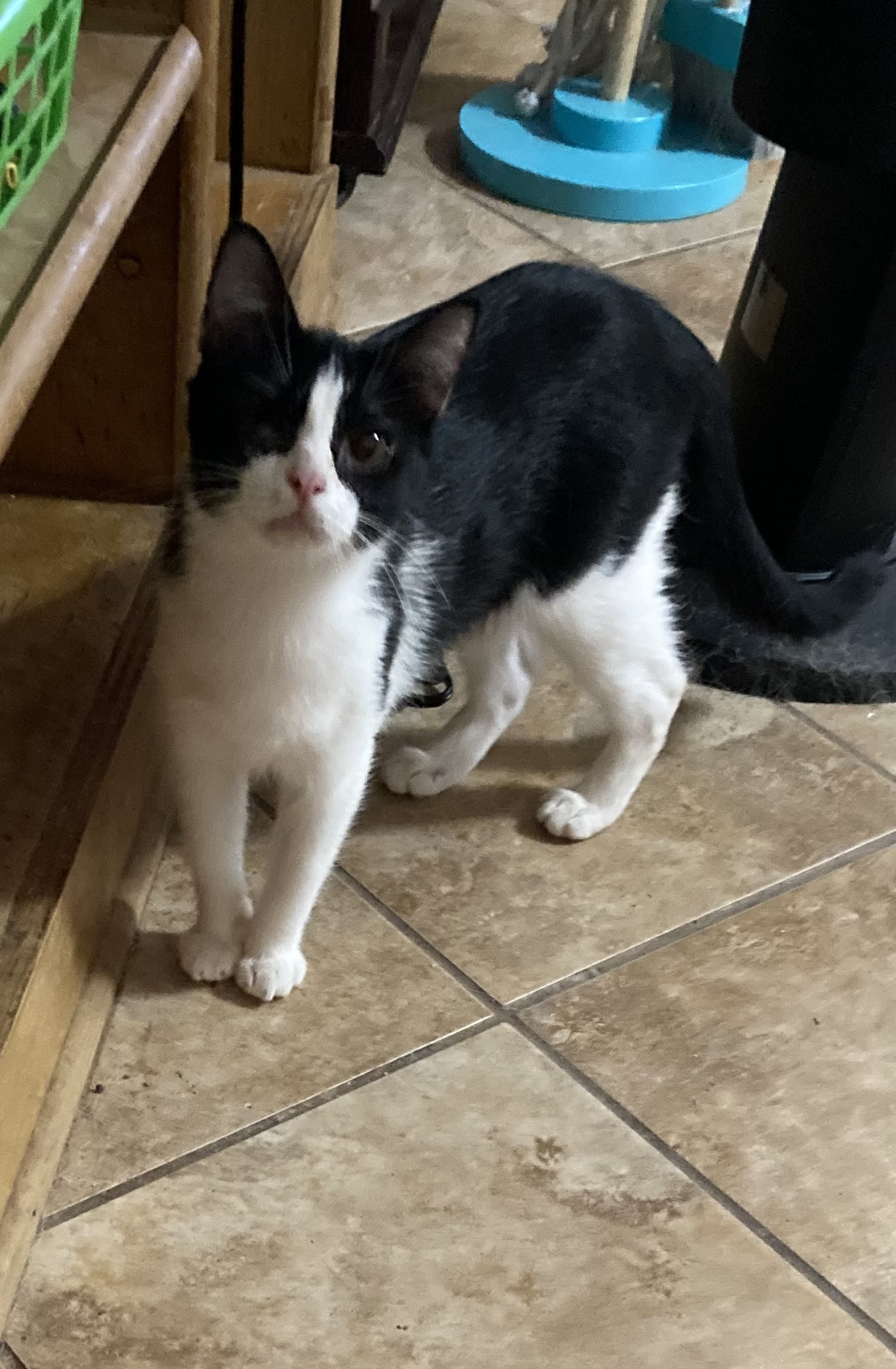 Daryl, a Adoptable Domestic Short Hair in Lubbock, TX image 2/6