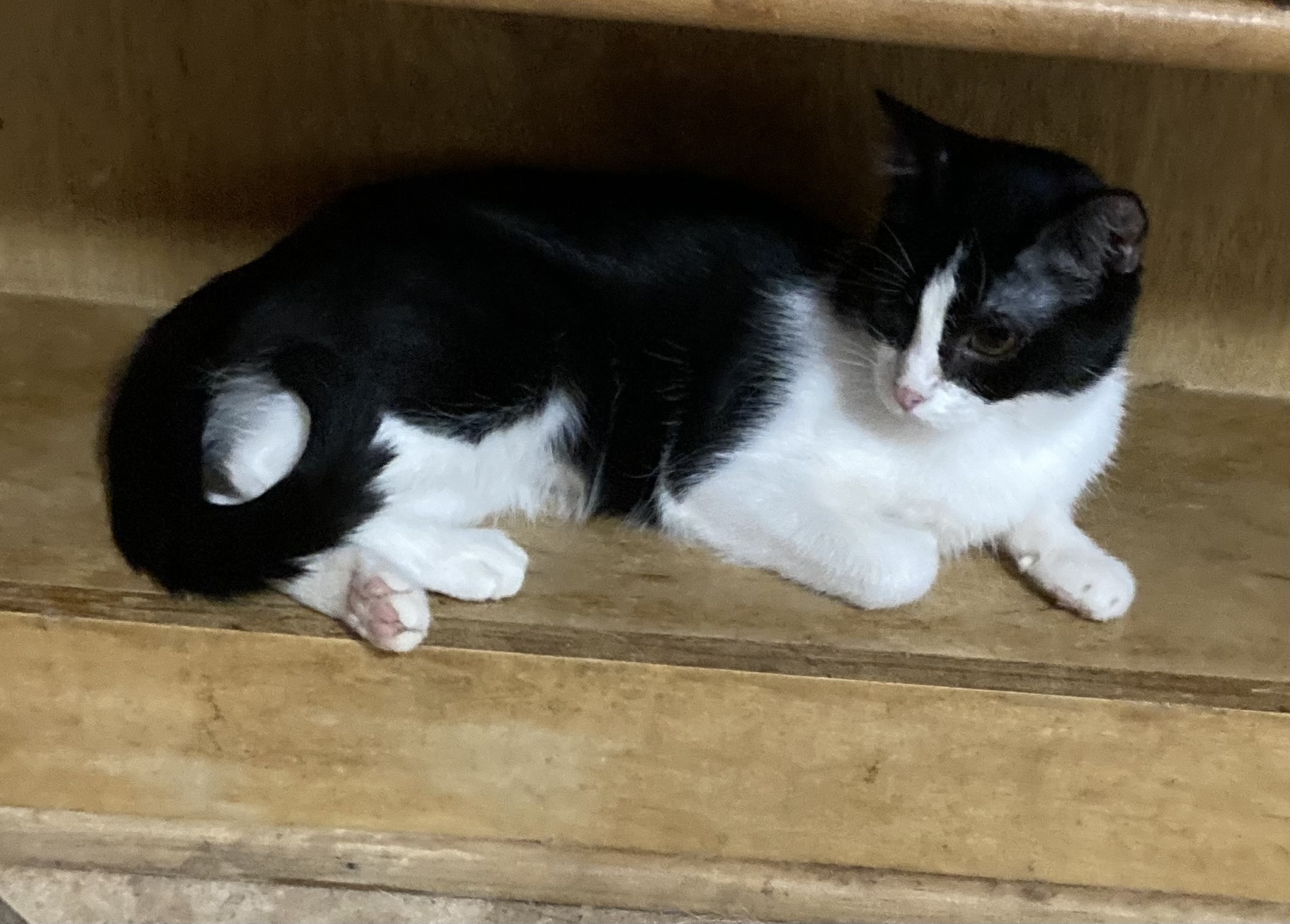 Daryl, a Adoptable Domestic Short Hair in Lubbock, TX image 3/6