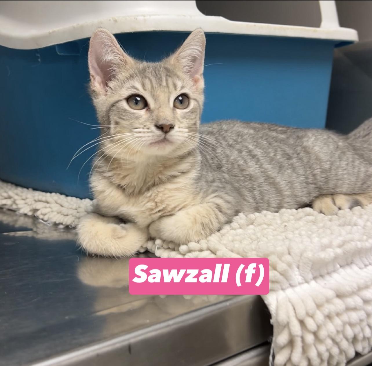 Sawzall, Adoptable, Kitten Female Domestic Short Hair & Russian Blue.