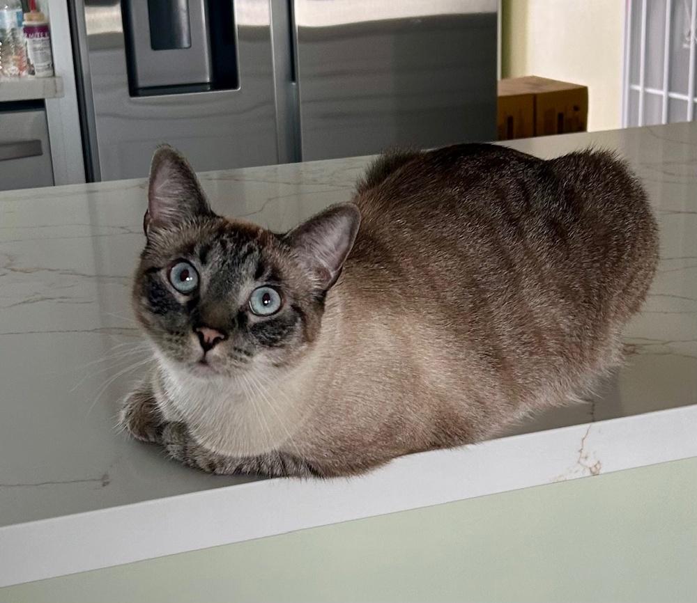 Kobe, a Adoptable mixed breed in Gardena, CA image 2/3