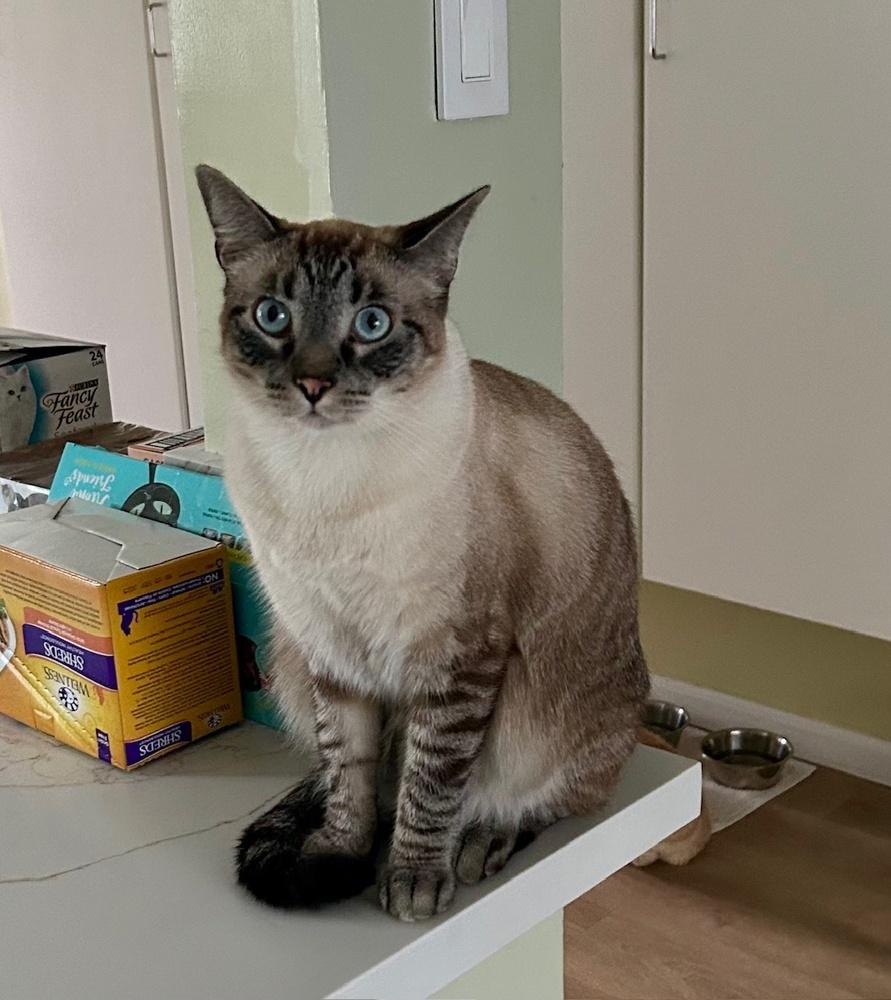 Kobe, a Adoptable mixed breed in Gardena, CA image 3/3