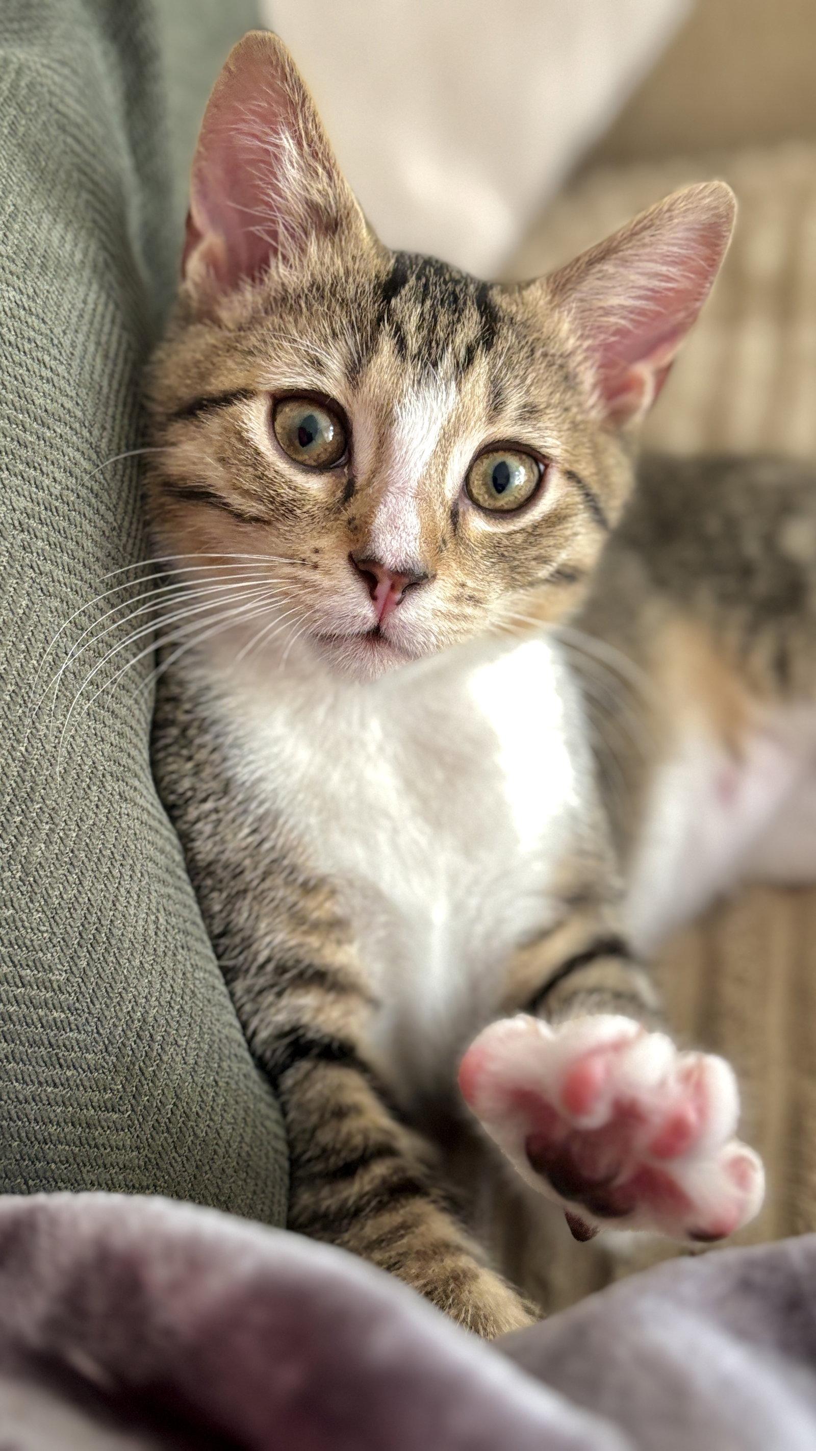 FINN, Adopted, Kitten Male Domestic Short Hair.