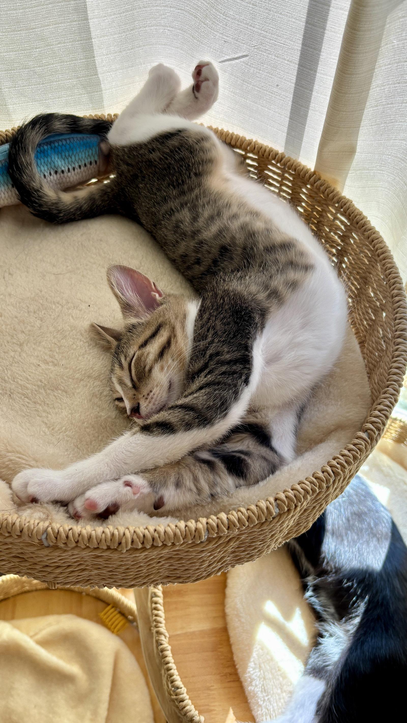 FINN, a Adopted Domestic Short Hair in Northfield, OH image 2/3