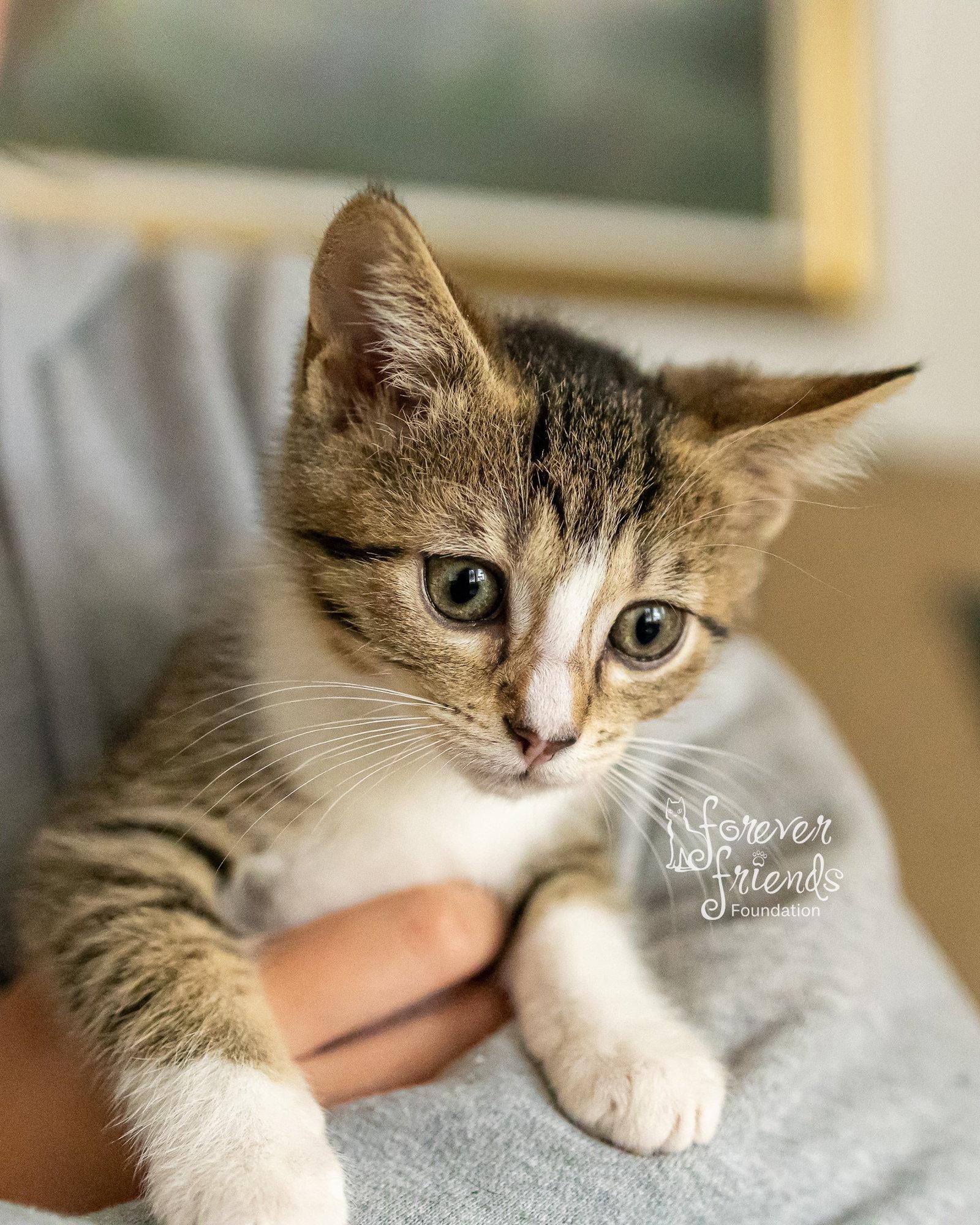 FINN, a Adopted Domestic Short Hair in Northfield, OH image 3/3