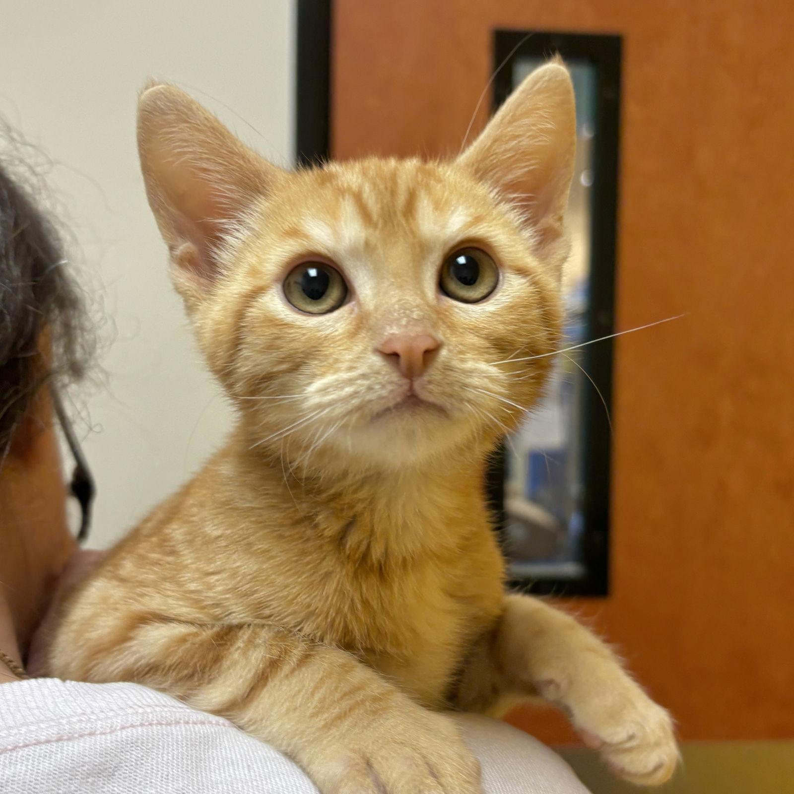 Enlarge Doug, a Adoptable Domestic Short Hair in Sonora, CA image 1/1