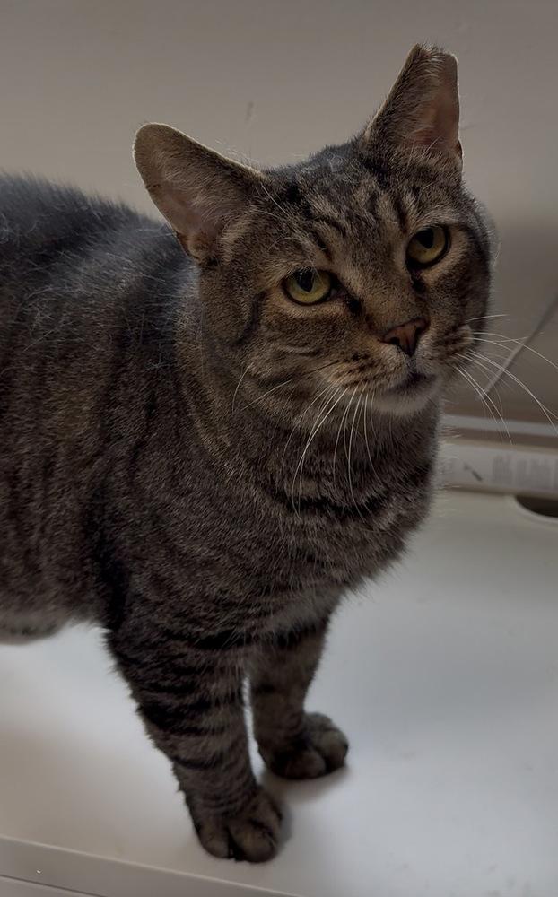 Enlarge Joe Paul (JP), a Adoptable Domestic Short Hair in Telford, PA image 1/3