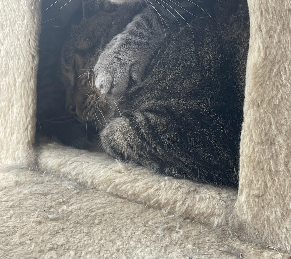 Joe Paul (JP), Adoptable, Adult Male Domestic Short Hair.