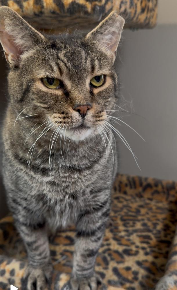 Enlarge Joe Paul (JP), a Adoptable Domestic Short Hair in Telford, PA image 3/3