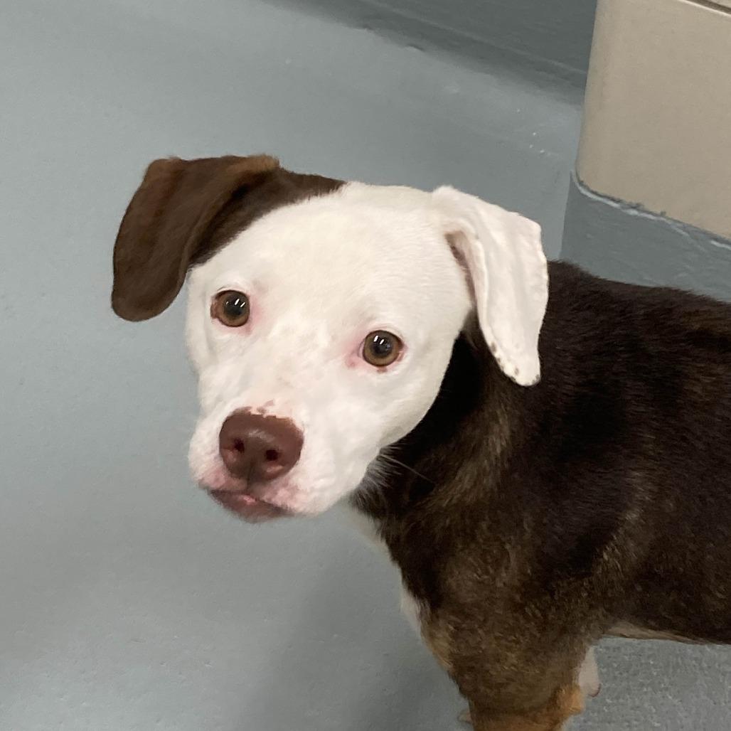 Robin, Adoptable, Young Male Beagle.