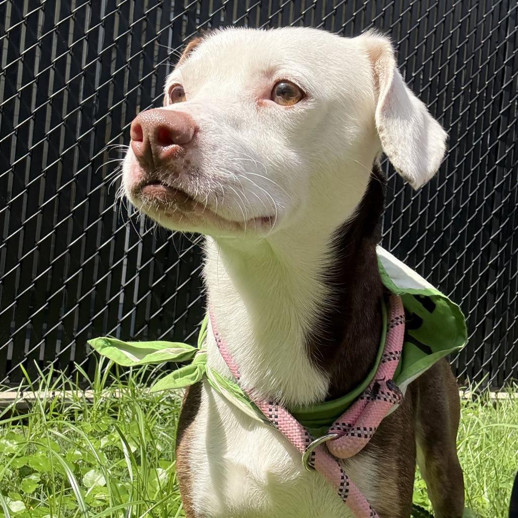 Enlarge Robin, a Adoptable mixed breed in Beaumont, TX image 2/6