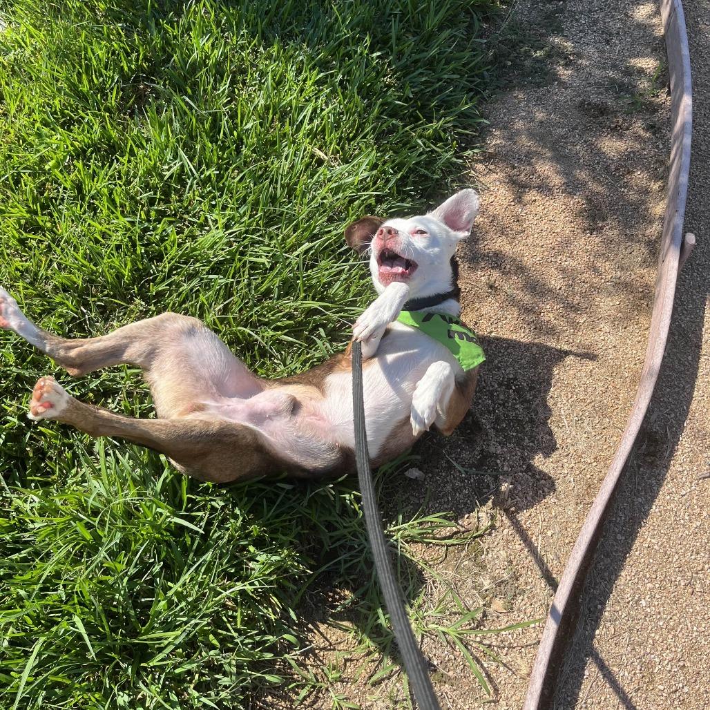 Enlarge Robin, a Adoptable mixed breed in Beaumont, TX image 3/6