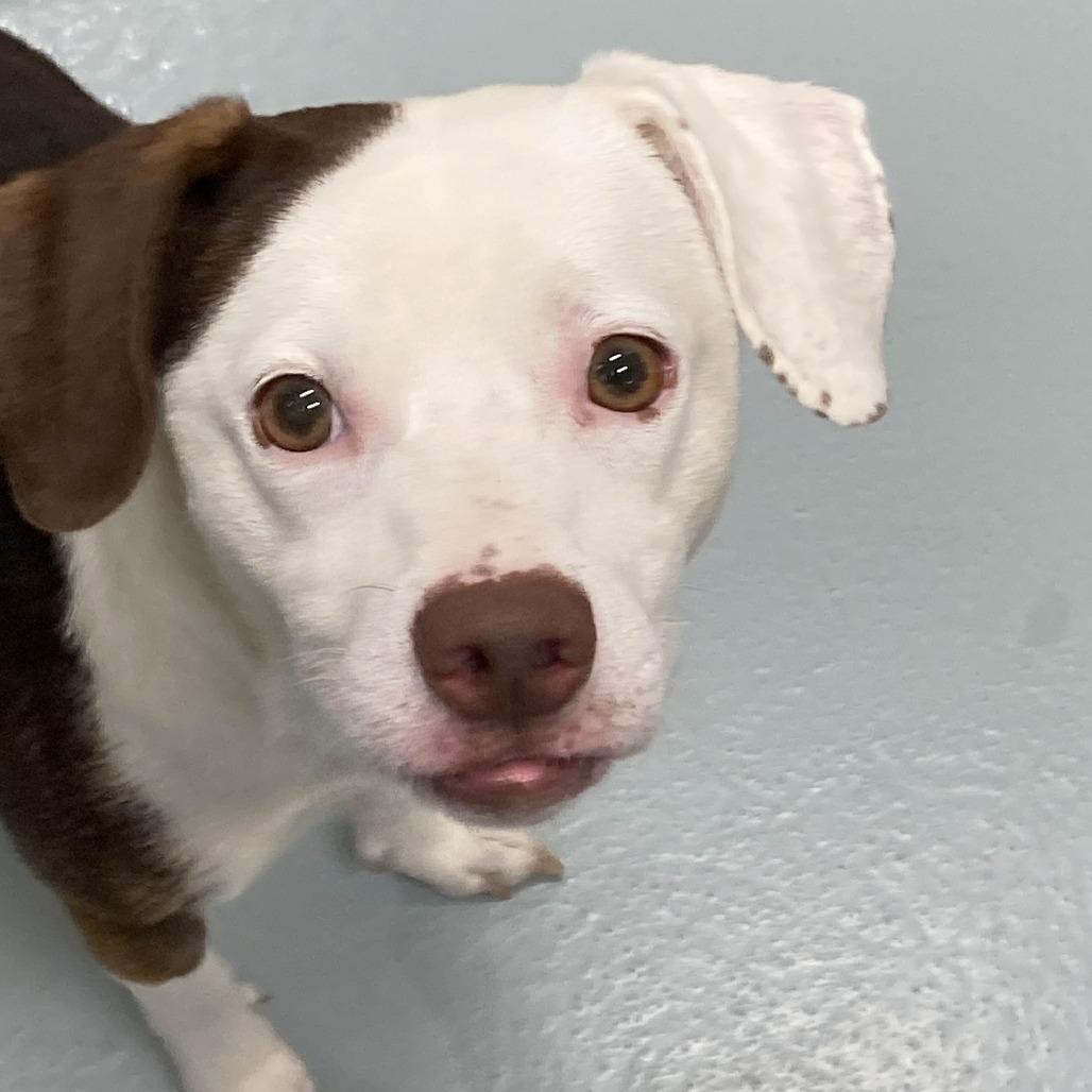 Enlarge Robin, a Adoptable mixed breed in Beaumont, TX image 4/6