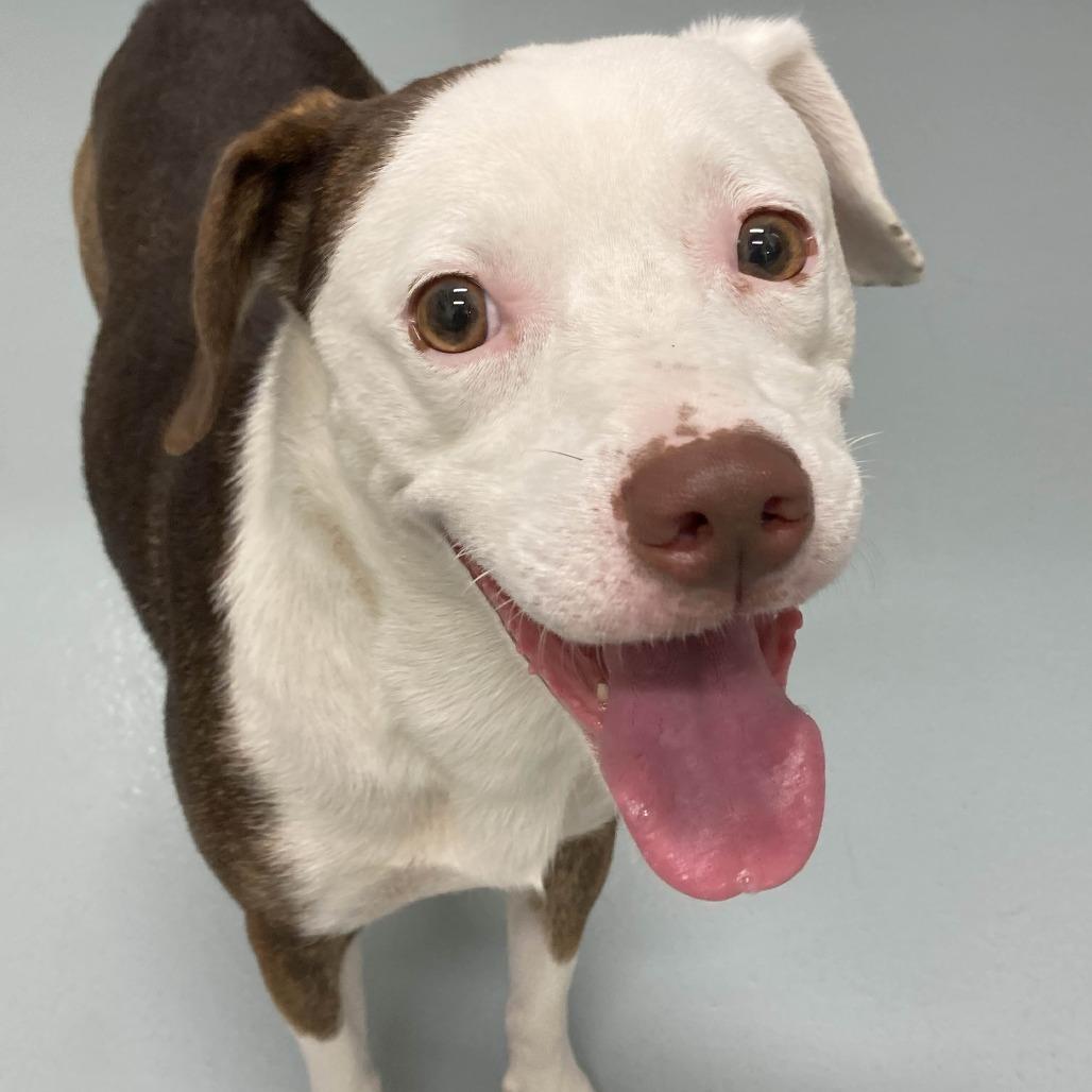 Enlarge Robin, a Adoptable mixed breed in Beaumont, TX image 5/6