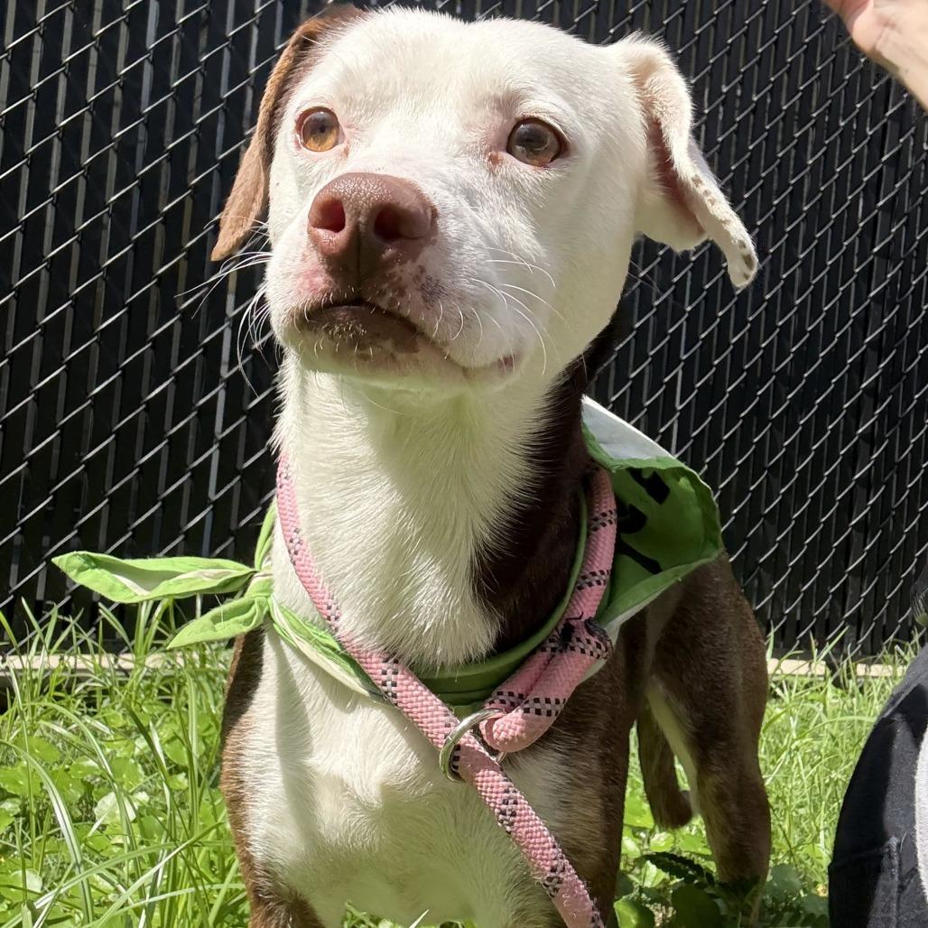 Enlarge Robin, a Adoptable mixed breed in Beaumont, TX image 6/6