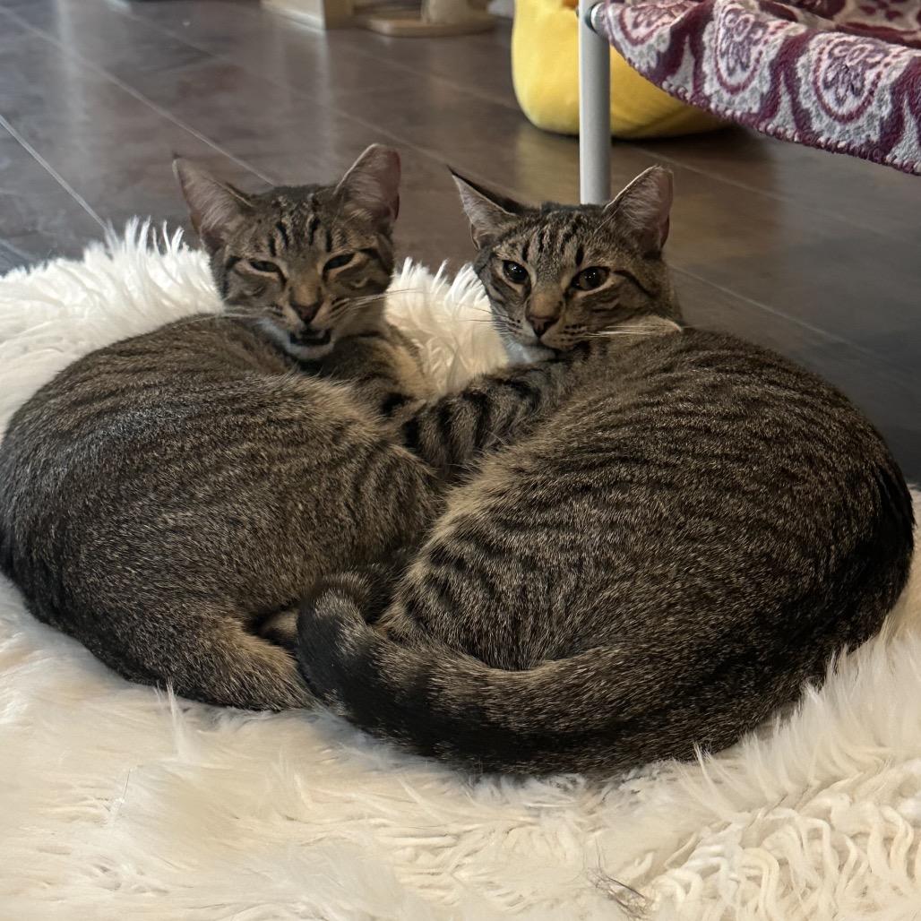 Omega, Adoptable, Adult Female Domestic Short Hair.