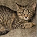 Enlarge Omega, a Adoptable Domestic Short Hair in Nashville, TN image 2/3