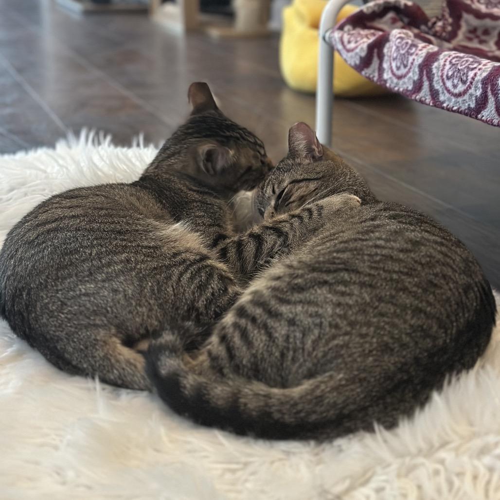 Enlarge Omega, a Adoptable Domestic Short Hair in Nashville, TN image 3/3