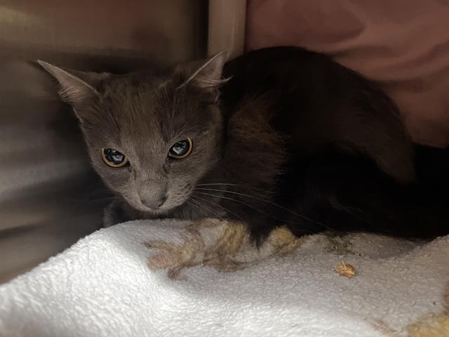 MAMACITA, Adoptable, Young Female Domestic Short Hair.