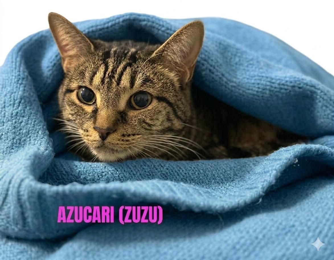 AZUCARI (ZuZu), ADOPTABLE, Adult Female Tabby.